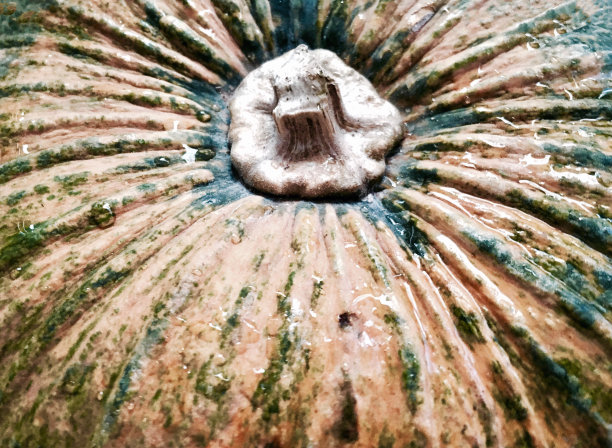 新鲜美味的亚洲南瓜特写图片下载