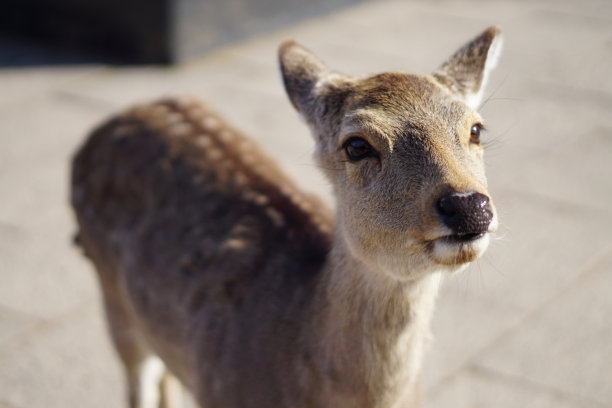 日本奈良公园的鹿图片下载