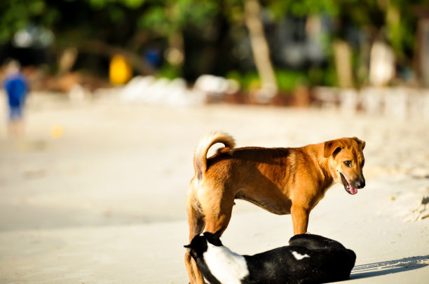 2只狗在阳光下的沙滩上玩耍图片下载