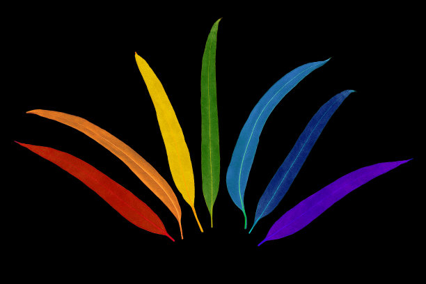 桉树的叶子在黑色的背景下，五颜六色，五颜六色图片下载