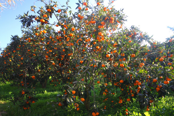 曼达琳娜图片下载