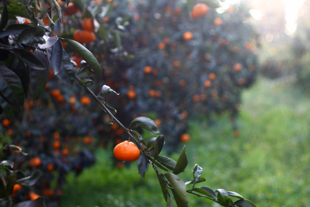 曼达琳娜图片下载