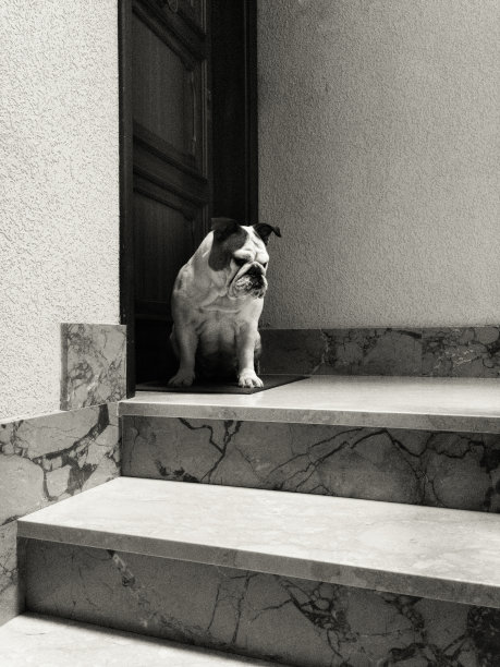 狗在门口等候，以便进屋图片下载