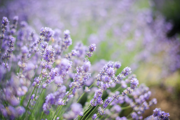 日落时薰衣草丛的特写。夕阳照耀着紫色的薰衣草花。灌木丛在图片的中心图片下载