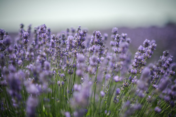 日落时薰衣草丛的特写。夕阳照耀着紫色的薰衣草花。灌木丛在图片的中心图片下载