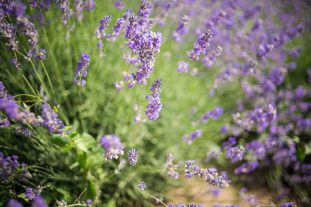 日落时薰衣草丛的特写。夕阳照耀着紫色的薰衣草花。灌木丛在图片的中心图片下载