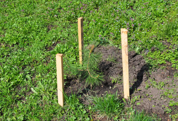 春天用木桩植树松树。图片下载