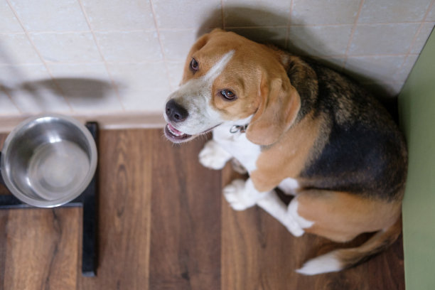比格犬在碗边等待食物图片下载