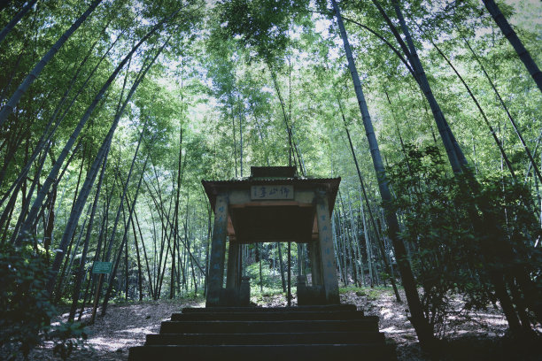 中国杭州的竹子图片下载