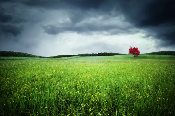 草地上的红树图片下载