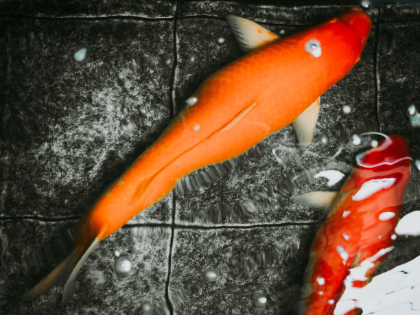 抽象模糊:水族馆里两条金色花式鲤鱼在水下游泳图片下载