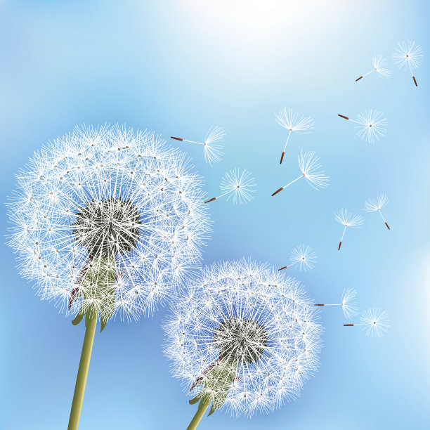 蓝色背景有两朵蒲公英图片下载