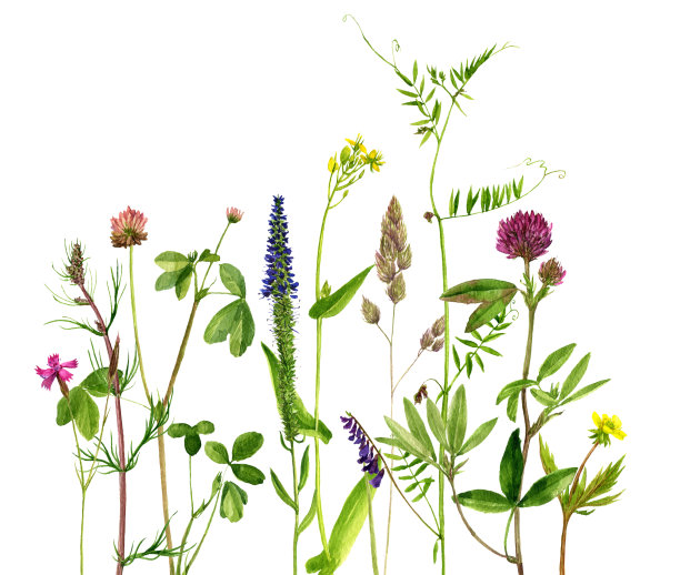 水彩画花草图片下载