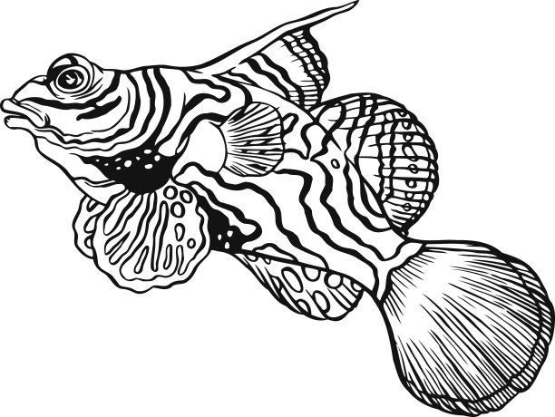 热带鳜鱼-中国鲈鱼或小龙图片下载