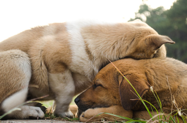 狗有一对爱。图片下载