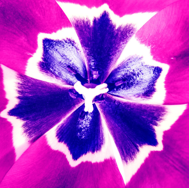 郁金香花的背景图片下载