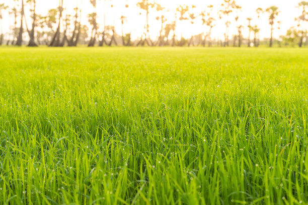 稻叶在早晨随露水滴落图片下载