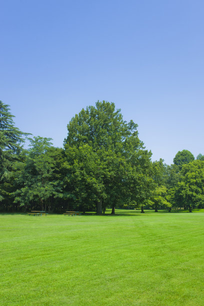 阳光明媚的公园图片下载