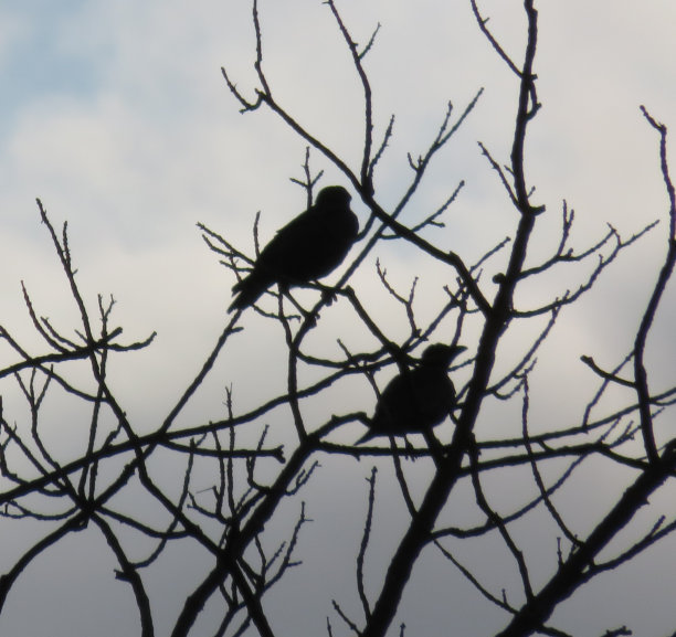 树上的鸟的剪影图片下载