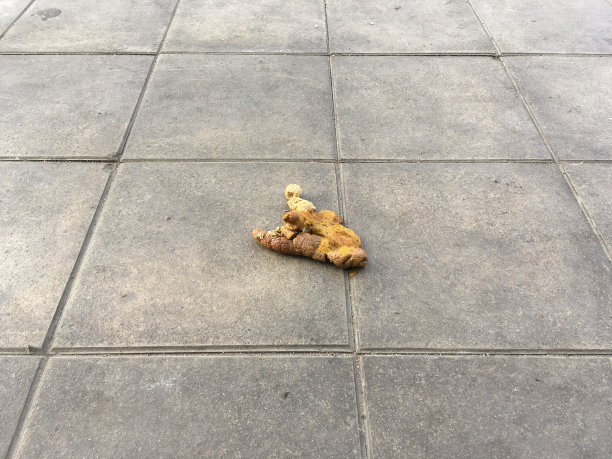 狗的垃圾图片下载