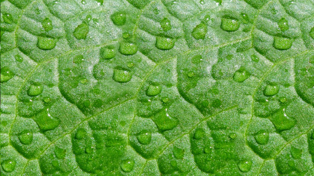 草地上露珠的背景图片下载