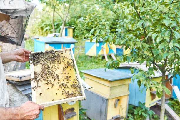 养蜂人工作在他的养蜂场持有蜂窝框架图片下载