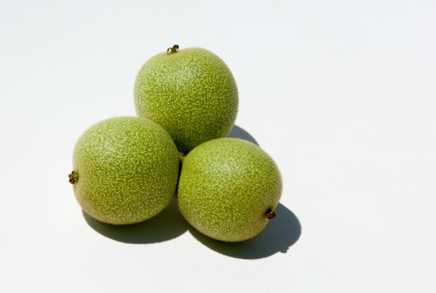 未成熟的核桃。胡桃木图片下载