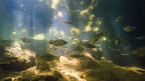 水下淡水鱼图片下载