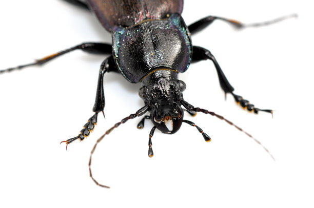 捕食者mindibles图片下载