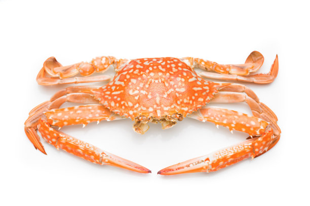 花蟹蒸孤立在白色背景图片下载