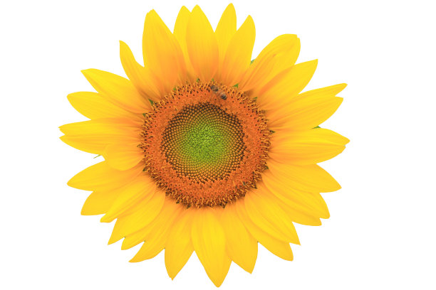 向日葵的背景图片下载