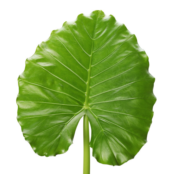 在白色上孤立的热带绿叶图片下载