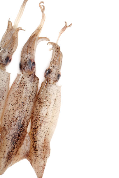 鱿鱼海鲜孤立上白图片下载