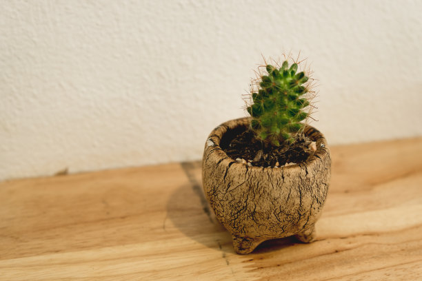 架子上的仙人掌复古风格。图片下载