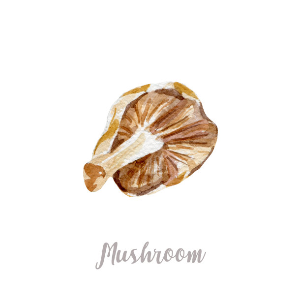 水彩手绘蘑菇。孤立的插图在白色的背景图片下载