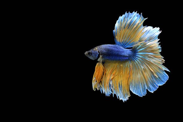 当地暹罗文化中斗鱼的传统习俗图片下载