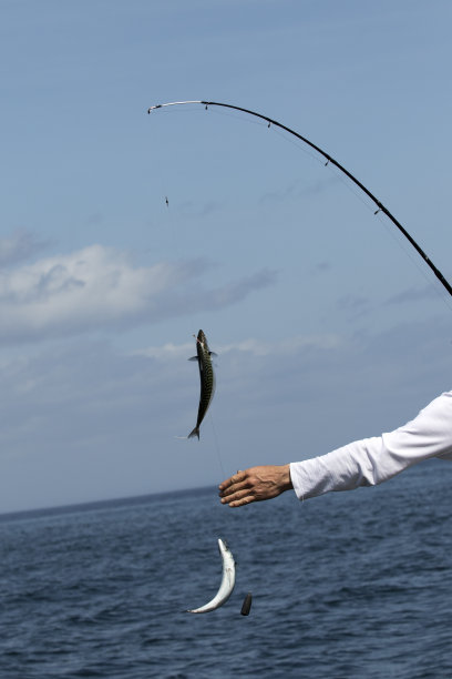 在海上钓鲭鱼图片下载