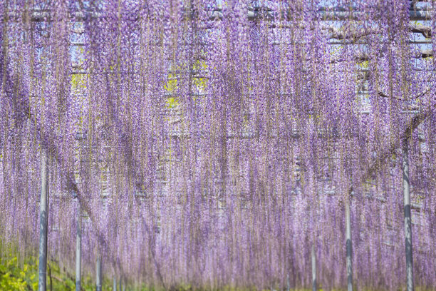 盛开的藤萝花图片下载