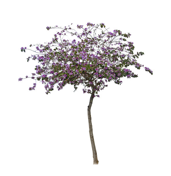 树在春天图片下载