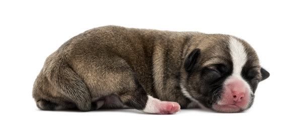 吉娃娃幼犬孤立在白色图片下载