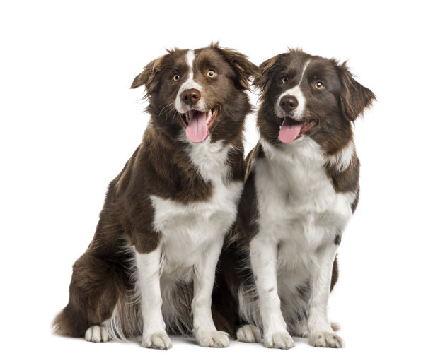 一对孤立的边境牧羊犬图片下载