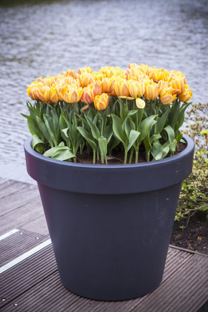 郁金香在花园图片下载