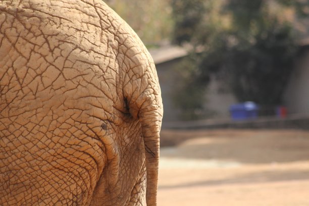 大象的屁股图片下载
