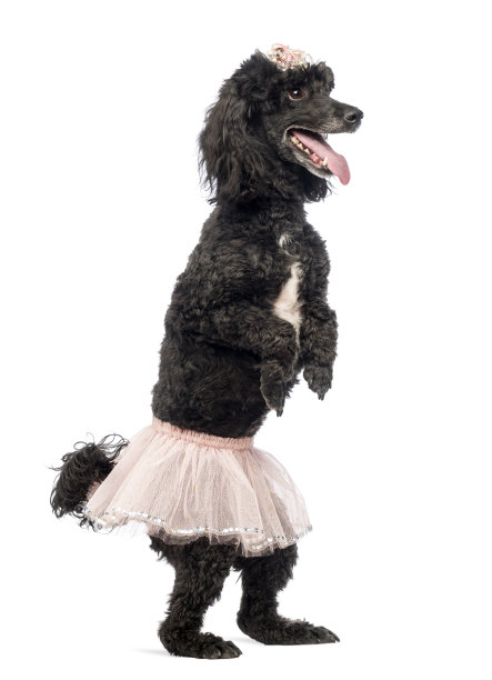 狮子狗，5岁，站着跳舞，穿着粉红色的芭蕾舞裙，在白色的背景前喘气图片下载