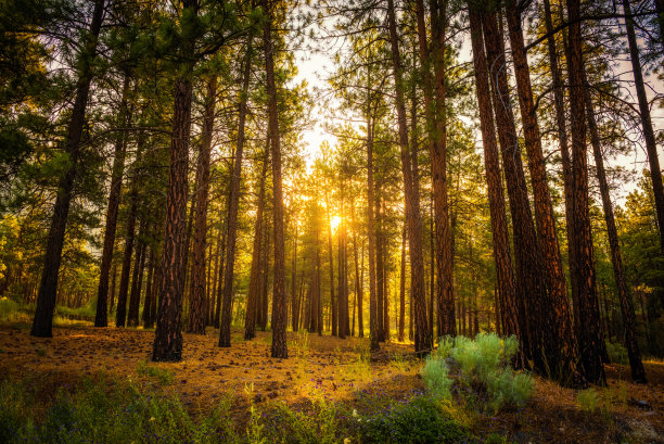 加拿大森林中的日出图片下载