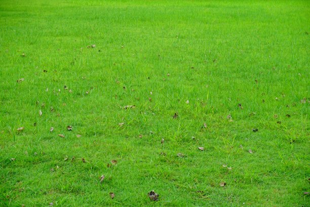 公园里的草地图片下载