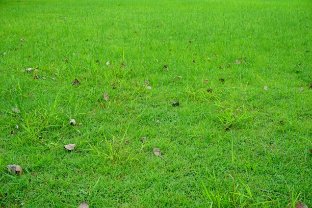 公园里的草地图片下载