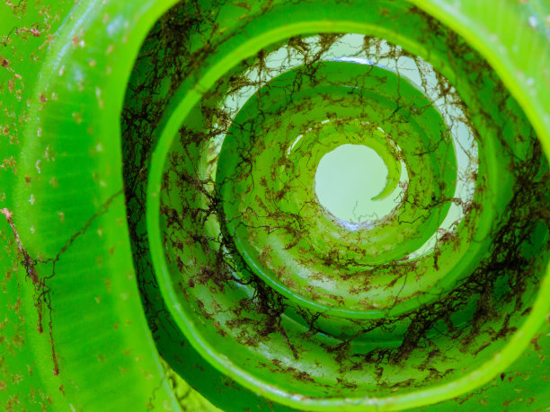 鸟巢蕨图片下载