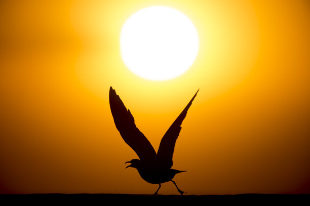 笑鸥起飞剪影图片下载