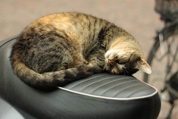 猫和摩托车图片下载